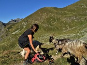 31 Imboccato a dx sentierino per il Monte di sopra incrociamo tante capre orobiche mansuete ed affamate 